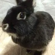マロンちゃん