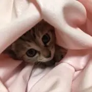 ペコくんの画像
