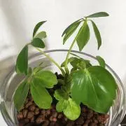 さくの画像