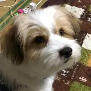 チビ助