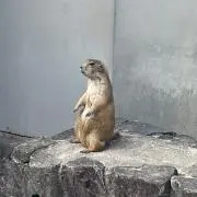 ぺぺの画像