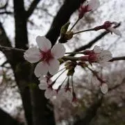 春日▶プロフに詳細ありの画像