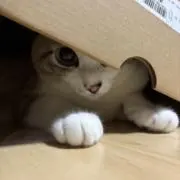 たかのの画像