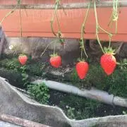 ぴの画像
