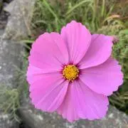 花かっぱ
