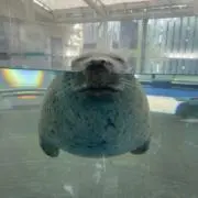 ざらしの画像