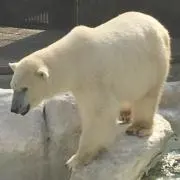 しらたきの画像