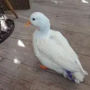 6/11〜/14まで発送できませんの画像