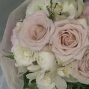 たんぽぽの画像
