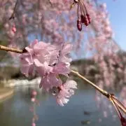 yasuの画像