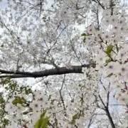 桜の画像