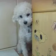 あんじゅままの画像