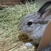 ローズ