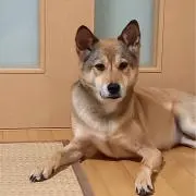 fn2dohcの画像