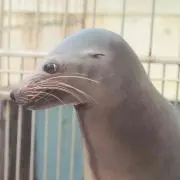マシューの画像