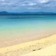 りんごの画像