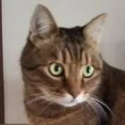 ココちゃん