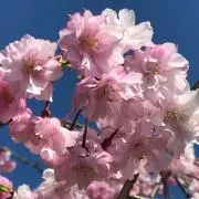 くまのプーチン