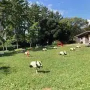ふくちゃんの画像