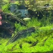 Manashopの画像