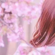 黒桜の画像