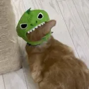 ディオてて