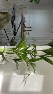 杏珠の画像