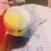 ぽこの画像