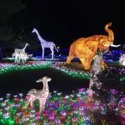 myaの画像