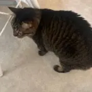 らこの画像
