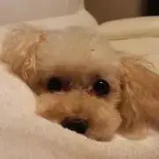 ゆみの画像