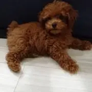 タナカコウセイの画像