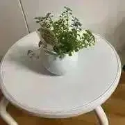 ts.の画像