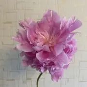 まつこの画像
