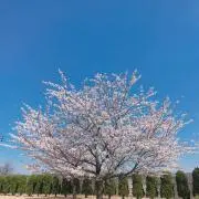 すたゆみの画像