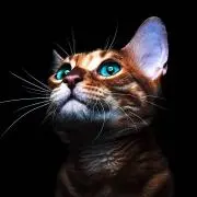 27ねこ太