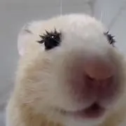 えだまめ