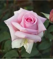こゆみんの画像