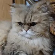 ニシナの画像
