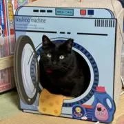 游の画像