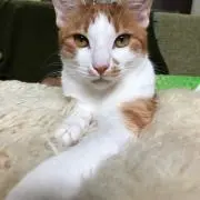 やまももの画像