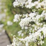 雪の画像