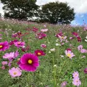 ゆらゆらの画像