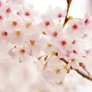 mamuの画像