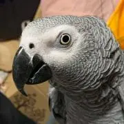 つぶり