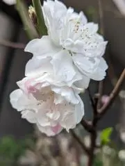 タッキーの画像