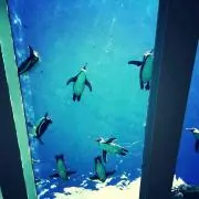 まゆの画像