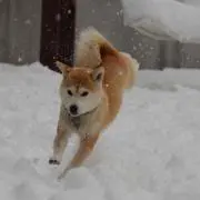 和可子