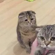 たの画像