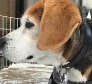ビーちゃん